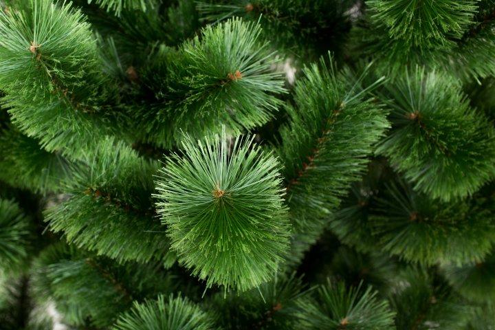Фото 2 Сосна искусственная новогодняя СІГА ГРУП 0.75 м